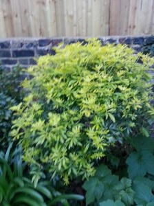 Some of our newly gifted plants, thanks Anneke & Simon!