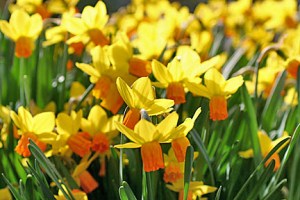Narcissus Jet Fire flower in bloom