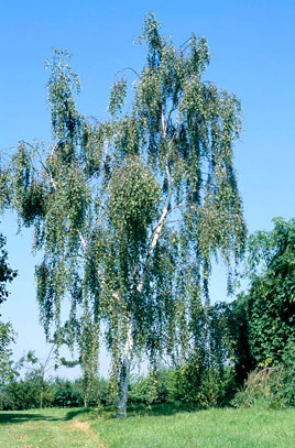 B.Pendula