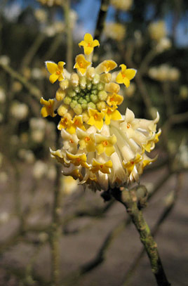 Edgworthia Chrysantha