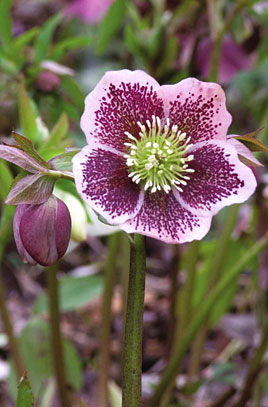 Hellebores