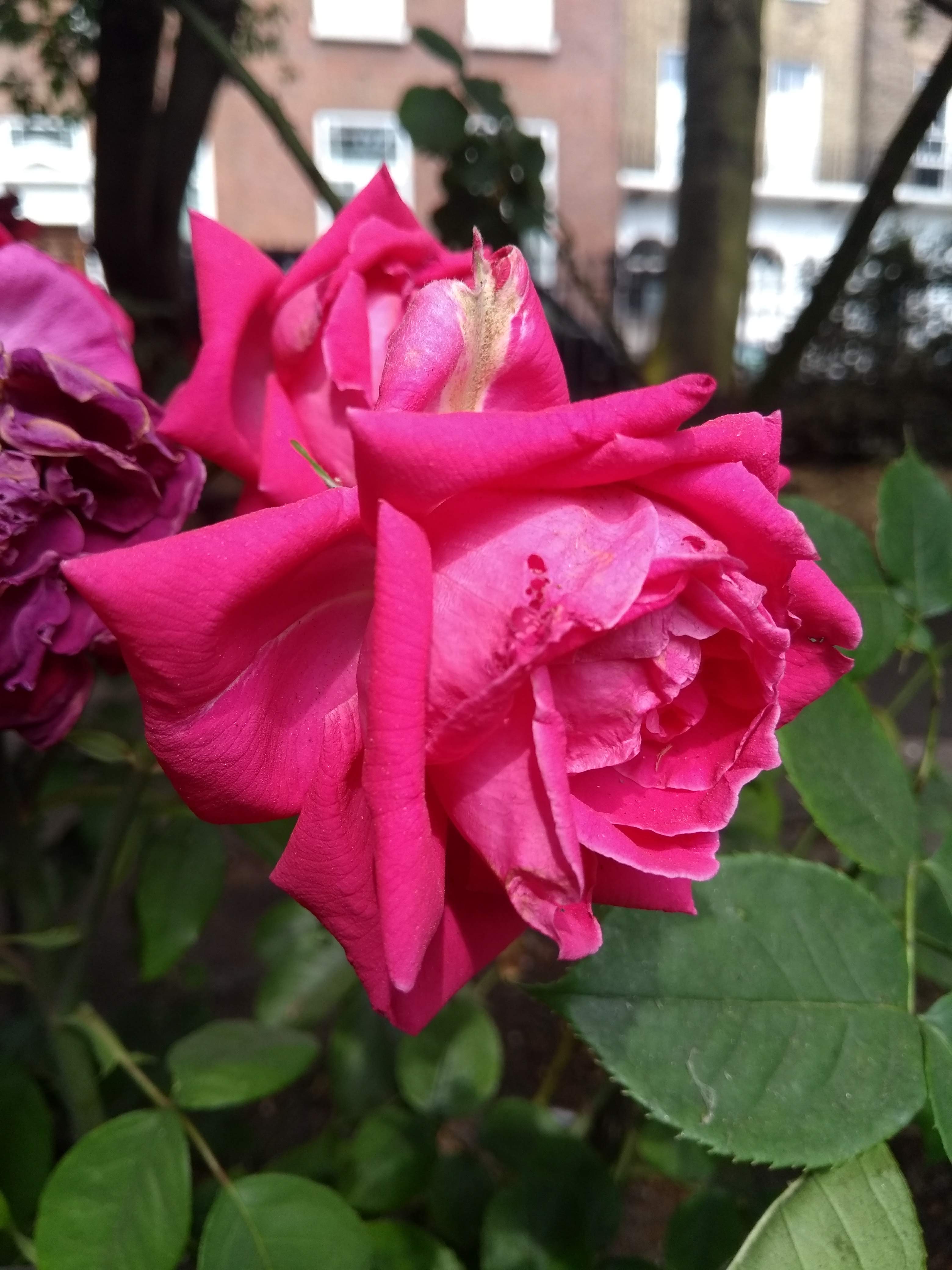 IMG_20180709_103854161