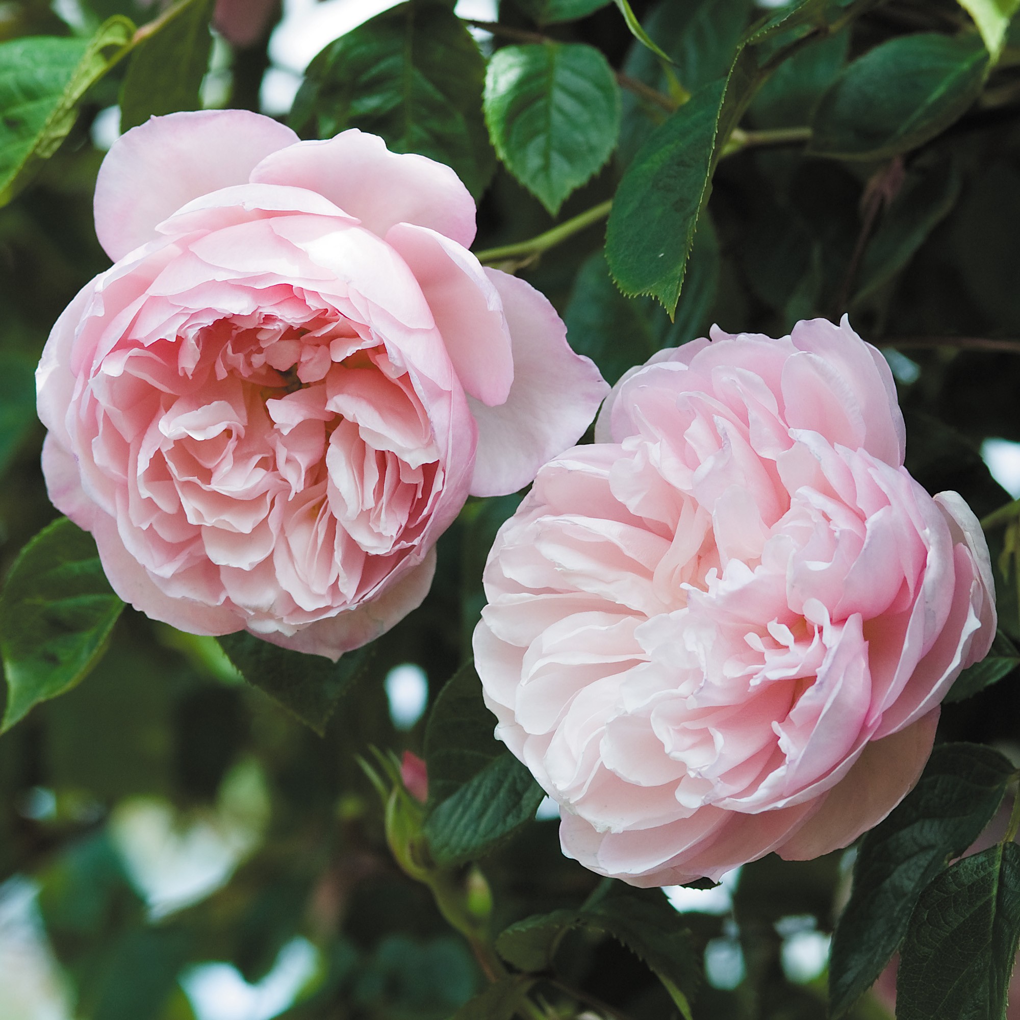 generous gardener.jpg